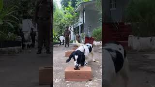 Sri Lanka Police canine training [upl. by Bal]