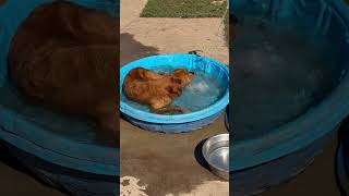 Jack shared the dog pool with Josie dog [upl. by Harden]