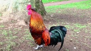 Rooster Crowing Compilation Plus  Rooster crowing sounds Effect 2016 [upl. by Heady]