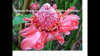 Amazon Rainforest Plants and FlowersAmazon Rainforest Trees and SeedsAmazon Rainforest Animals [upl. by Eserahc]