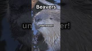 Beavers Natures Little Architects [upl. by Airotel]