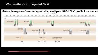 How to Analyze Electropherogram of Degraded DNA [upl. by Johiah]