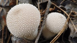 4K Lycoperdon excipuliforme Mushroom Identification [upl. by Attebasile]