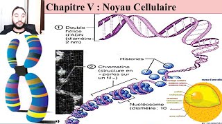 cours de biologie cellulaire s1 svi fssm et BCG 2023 le noyau cellulaire [upl. by Nivk]