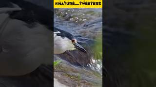 Blackcrowned Night Heron Locks onto Prey Precision Hunting for Fish [upl. by Roban]