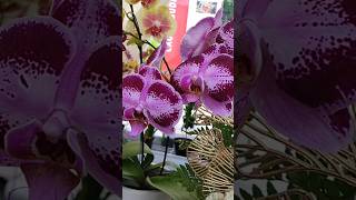 Beautiful phalaenopsis Orchids anggrekviral tanamanhias [upl. by Chaddy]