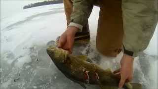 Mille Lacs Giant Walleye Caught Ice Fishing With Spear Gashes [upl. by Tris]