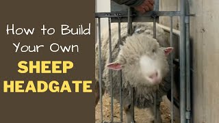 How to Build Your Own Sheep Headgate [upl. by Filippa]