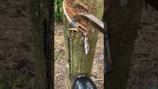 Rubber latex🌳🌴 rubberfarming satisfying rubberwood bushcraft wood rubber rubberising camping [upl. by Duston]