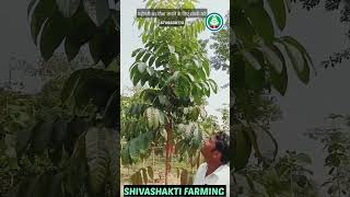 mahogany tree farming shortvideo viral shivashaktiagri motihariमहोगनीshivashaktifarming [upl. by Mayrim]