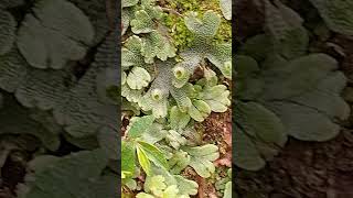 Marchantia with gamma cups botany msc bsc botanicalgarden foodprocessing likeandsubscribe [upl. by Alilak]