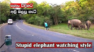 Stupid man 😵💥🚫watching elephants dangerous attack elephants wildlife dangerous [upl. by Sorgalim]