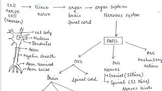 Nervous System made Easy  Class 8th  Biology  Part2 [upl. by Jordison]