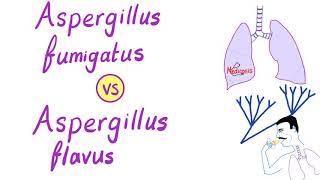 Aspergillus fumigatus VS Aspergillus flavus  Microbiology [upl. by Aikemit]