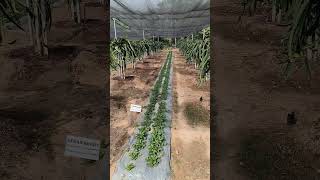 dragonfruit strawberry intercropping shortsvideo trending [upl. by Ahsauqal532]