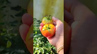 Vegatable garden krishi malayalam krishi video Malayalam  krishi shorts harvesting shorts [upl. by Ruy]