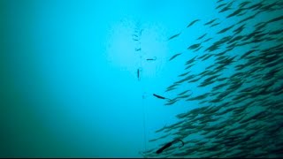 GoPro Underwater Mackerel Fishing [upl. by Chak]