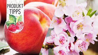 ‘Fruit Me®‘ Obstbäume  Pfirsichbaum im Topf pflanzen und pflegen  Volmary ProduktTipps [upl. by Los]