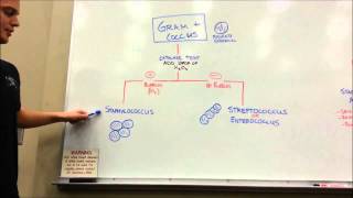 How to distinguish GRAM POSITIVE COCCI [upl. by Nilpik]