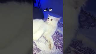 बिल्ली ने huzoor ﷺ क्या कहा । बिल्ली पर बयान shorts cat islamicvideo [upl. by Anyala]