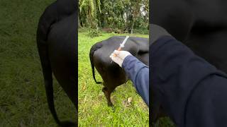 cows reaction when vitamin injection is given cow animals shorts [upl. by Notsreik6]