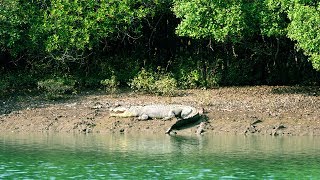 BHITARKANIKA Wildlife Sanctuary [upl. by Llenrahs]