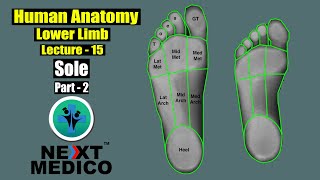 NEXT MEDICO 2022  MBBS Human Anatomy  Lower Limb  Sole Part 2 Lecture  15 [upl. by Leizo]