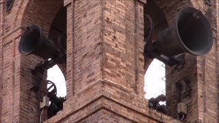 Campane della Collegiata della SSAnnunziata in Montecarotto AN v565 [upl. by Ghiselin375]