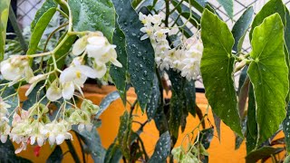 Simple care tips of Polkadot Begonia Maculata through out the year [upl. by Mikiso736]