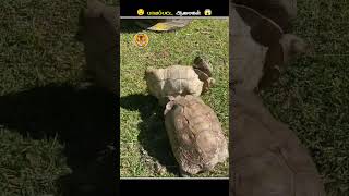 இந்த மாதிரியான ஆமைகளை பாத்தா உடனே Help பண்ணுங்க  Turtle Upside Down  Animal Voiceover Tamil [upl. by Somerset]