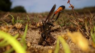 Ammophila Sandwasp Preparing Her Burrow [upl. by Luaped]