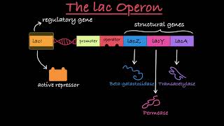 The lac Operon Explained [upl. by Harrison946]