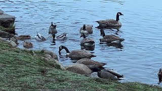 Geese Having a Bite Before Takeoff 🪿 🛫 [upl. by Enybor960]