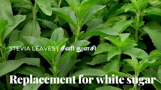 சீனி துளசி பயன்கள்  Stevia plant uses   Self Sustainable Life [upl. by Pardew]