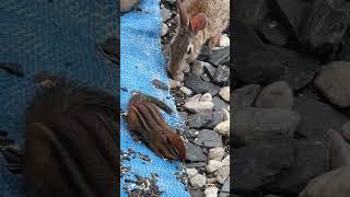 Cottontail rabbits amp little chipmunk ❤️🐇🐿️backyardnaturebirds [upl. by Ykcim]