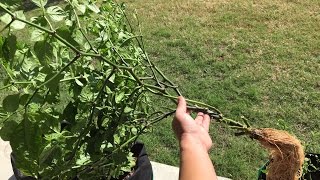 Transplanting Hydroponic Plants Into Soil [upl. by Brandyn967]