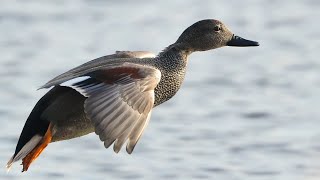 Gadwall [upl. by Ielarol429]