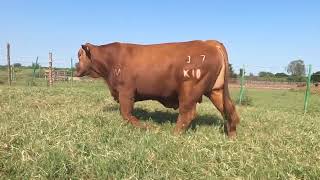 317 K 18  Semental Brangus Rojo Toro En venta del Rancho Los Nogales [upl. by Gratia668]