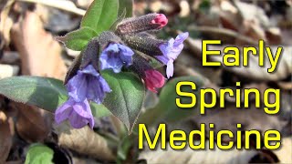 Lungwort Pulmonaria sp  Medicinal Plant Growing in Early Spring [upl. by Hazrit319]