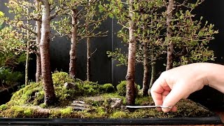 Larch Bonsai Forest Part 1 May 2016 [upl. by Anilahs795]