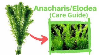 Anacharis Aquarium Plant Beginner Plant [upl. by Yentrac]