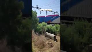 Freight Trains shorts train railwaylife trainjourney alplife traintravel indianrailways rail [upl. by Chapen]