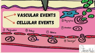 INFLAMMATION ‖ Vascular and Cellular steps of Inflammation ‖ Acute Inflammation ‖ Dr Sneha [upl. by Friedrick]