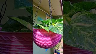 How to grow money plant in Hanging basketshortsfeed ytshorts shortsviral nature viral video [upl. by Aivek]