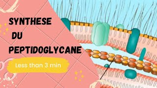 Synthese Du Peptidoglycane [upl. by Theta]