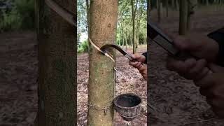 open the front🌴 rubberfarming satisfying rubberwood rubber woodworking rubbertree rubberising [upl. by Askwith]