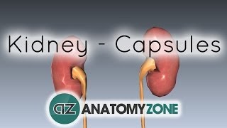 Capsules of the Kidney  Anatomy Tutorial [upl. by Meli]