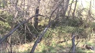 BIGFOOT RESEARCH MISSING HIKER PAUL TOMASSO 20 MARCH 2014 [upl. by Kliman]