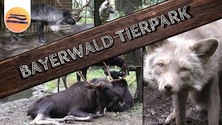 Bayerwald Tierpark  Tierische Highlights  Lohberg  Bayerischer Wald [upl. by Azpurua]