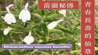 白鹤灵芝草的功效。Rhinacanthus nasutus （Snake jasmine ）medicinal uses。 [upl. by Esinad797]